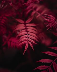 Image cafe continental.co.uk 2099 1746914213132